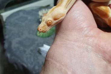 Snakes kaufen und verkaufen Photo: 1.0 Red Sunglow Sharp Boa Snakes kaufen und verkaufen Photo: 1.0 Red Sunglow Sharp Boa