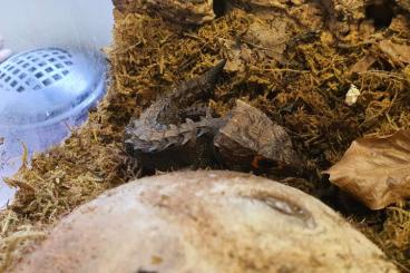 Lizards kaufen und verkaufen Photo: 1.1 Tribolonotus gracilis Lizards kaufen und verkaufen Photo: 1.1 Tribolonotus gracilis