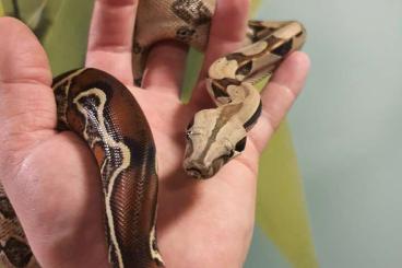 Snakes kaufen und verkaufen Photo: Boa constrictor constrictor guyana 1.1 Snakes kaufen und verkaufen Photo: Boa constrictor constrictor guyana 1.1