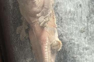 Geckos kaufen und verkaufen Photo: Kronenkopfgecko Männchen, ca 6 Jahre alt Geckos kaufen und verkaufen Photo: Kronenkopfgecko Männchen, ca 6 Jahre alt