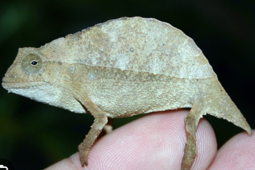 Lizards kaufen und verkaufen Photo: Wanted Rieppeleon Brev or calumma Boettgeri (or small Calumma) 