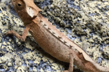 Chamaeleons kaufen und verkaufen Photo: Wanted - Brookesia Stumpffi Chamaeleons kaufen und verkaufen Photo: Wanted - Brookesia Stumpffi