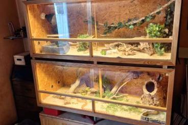 Königspythons kaufen und verkaufen Foto: Habe zwei Schlangen abzugeben Königspythons kaufen und verkaufen Foto: Habe zwei Schlangen abzugeben