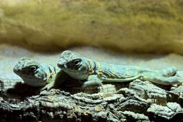 Lizards kaufen und verkaufen Photo: Halsbandleguane zu verkaufen Lizards kaufen und verkaufen Photo: Halsbandleguane zu verkaufen