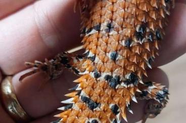 Skinke kaufen und verkaufen Foto: Egernia epsisolus NZ 2024 Skinke kaufen und verkaufen Foto: Egernia epsisolus NZ 2024