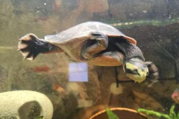Turtles and Tortoises kaufen und verkaufen Photo: Spitzkopfrotbauchschildkröte Turtles and Tortoises kaufen und verkaufen Photo: Spitzkopfrotbauchschildkröte