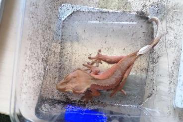 Geckos kaufen und verkaufen Foto: 1.0 Correlophus ciliatus / Kronengecko Geckos kaufen und verkaufen Foto: 1.0 Correlophus ciliatus / Kronengecko