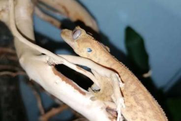 Geckos kaufen und verkaufen Foto: 0.1 Correlophus ciliatus / Kronengecko zu verkaufen Geckos kaufen und verkaufen Foto: 0.1 Correlophus ciliatus / Kronengecko zu verkaufen