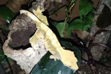 Geckos kaufen und verkaufen Foto: 0.1 Correlophus ciliatus / Kronengecko zu verkaufen Geckos kaufen und verkaufen Foto: 0.1 Correlophus ciliatus / Kronengecko zu verkaufen