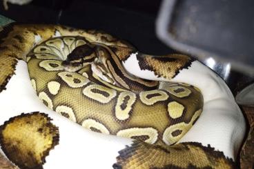 Königspythons kaufen und verkaufen Foto: 0.1 Python regius / Königspython (bei Interesse mit Terrarium) Königspythons kaufen und verkaufen Foto: 0.1 Python regius / Königspython (bei Interesse mit Terrarium)