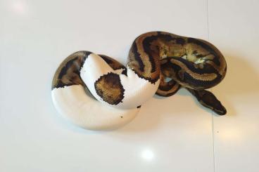 Ball Pythons kaufen und verkaufen Photo:  0.1 Python regius Königspython (bei Interesse mit Terrarium)