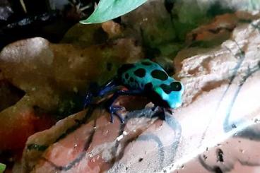 Poison dart frogs kaufen und verkaufen Photo: Dendrobates auratus, Dendrobates tinctorius 