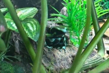 Poison dart frogs kaufen und verkaufen Photo: Pfeilgiftfrösche Dendrobates auratus Poison dart frogs kaufen und verkaufen Photo: Pfeilgiftfrösche Dendrobates auratus