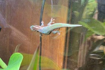 Geckos kaufen und verkaufen Photo: Phelsuma ornata, Übergabe 13.7.Messe Berlin möglich Geckos kaufen und verkaufen Photo: Phelsuma ornata, Übergabe 13.7.Messe Berlin möglich