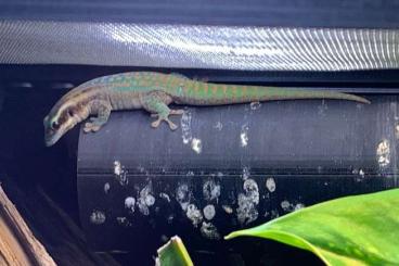 Geckos kaufen und verkaufen Foto: Phelsuma ornata Geckos kaufen und verkaufen Foto: Phelsuma ornata