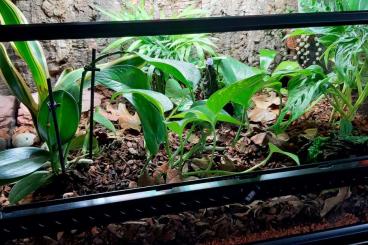 Enclosures kaufen und verkaufen Photo: Eingerichtetes Terrarium Enclosures kaufen und verkaufen Photo: Eingerichtetes Terrarium