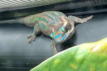 Geckos kaufen und verkaufen Photo: Schmucktaggeckos Phelsuma ornata 