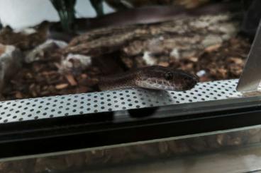 Snakes kaufen und verkaufen Photo: Afrikanische Hausschlange Snakes kaufen und verkaufen Photo: Afrikanische Hausschlange