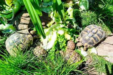 Landschildkröten kaufen und verkaufen Foto: Griechische Landschildkröten (1–17 Jahre) in liebevolle Hände abzugebe Landschildkröten kaufen und verkaufen Foto: Griechische Landschildkröten (1–17 Jahre) in liebevolle Hände abzugebe