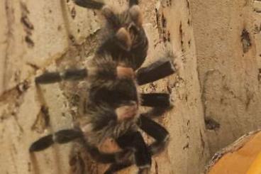 - bird spiders kaufen und verkaufen Photo: Costa Rica und Rotknievogelspinne - bird spiders kaufen und verkaufen Photo: Costa Rica und Rotknievogelspinne