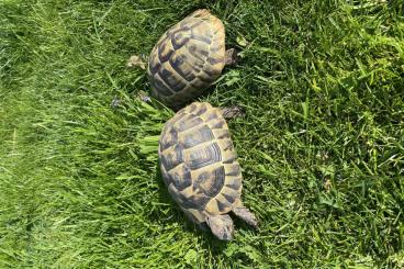 Schildkröten kaufen und verkaufen Foto: Griechische Landschildkröten (thh) Schildkröten kaufen und verkaufen Foto: Griechische Landschildkröten (thh)