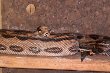 Boas kaufen und verkaufen Photo: Verkaufe 4 Schlangen Boa Constrictor Motley Boas kaufen und verkaufen Photo: Verkaufe 4 Schlangen Boa Constrictor Motley