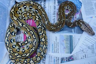 Schlangen kaufen und verkaufen Foto: Python sebae, malayopython reticulatus