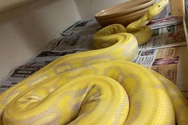 Snakes kaufen und verkaufen Photo: Retics adults and babies, metcalfei 