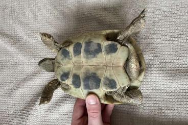 Landschildkröten kaufen und verkaufen Foto: 2 Griechische Landschildkröte 12 Jahre Männchen mit Papieren Landschildkröten kaufen und verkaufen Foto: 2 Griechische Landschildkröte 12 Jahre Männchen mit Papieren