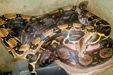 Boas kaufen und verkaufen Photo: 2 männliche Boas abzugeben Boas kaufen und verkaufen Photo: 2 männliche Boas abzugeben
