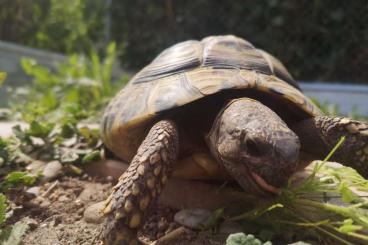 Tortoises kaufen und verkaufen Photo: Griechische Landschildkröten (m) 15J.