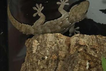 Geckos kaufen und verkaufen Foto: Der Weißpunkt Mauerngeckos