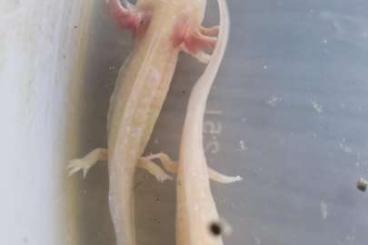 newts and salamanders kaufen und verkaufen Photo: Axolotl Nachzuchten aus Hobby-Zucht 