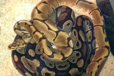 Pythons kaufen und verkaufen Photo: Ein Terrarium mit 2 Pythons Pythons kaufen und verkaufen Photo: Ein Terrarium mit 2 Pythons
