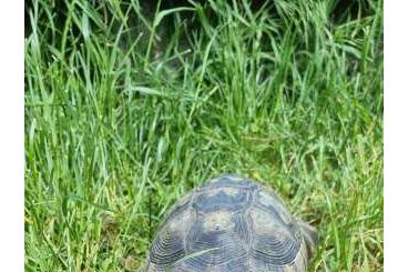 Turtles and Tortoises kaufen und verkaufen Photo: Testudo Marginata männl. NZ 04