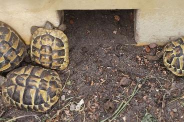 Tortoises kaufen und verkaufen Photo: Griechische Landschildkröten THB männlich Tortoises kaufen und verkaufen Photo: Griechische Landschildkröten THB männlich