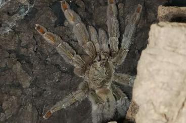 - bird spiders kaufen und verkaufen Photo: Vogelspinnen / idolomantis diabolica / Kornnatter - bird spiders kaufen und verkaufen Photo: Vogelspinnen / idolomantis diabolica / Kornnatter
