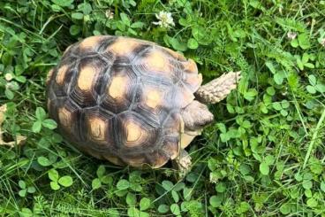 Turtles and Tortoises kaufen und verkaufen Photo: Spornschildkröte 4 Jahre alt abzugeben Turtles and Tortoises kaufen und verkaufen Photo: Spornschildkröte 4 Jahre alt abzugeben