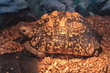 Schildkröten kaufen und verkaufen Foto: Panterschildkröte ca 12 Jahre Schildkröten kaufen und verkaufen Foto: Panterschildkröte ca 12 Jahre