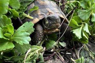 Landschildkröten kaufen und verkaufen Foto: Testudo hermanni hermanni - Apulien - Gargano Landschildkröten kaufen und verkaufen Foto: Testudo hermanni hermanni - Apulien - Gargano