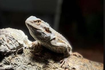 Bearded dragons kaufen und verkaufen Photo: Bartagame männlich zum verkauf Bearded dragons kaufen und verkaufen Photo: Bartagame männlich zum verkauf