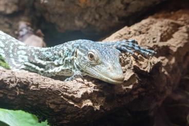 Monitor lizards kaufen und verkaufen Photo: Varanus Macraei 1.0 (Blauer Baumwaran) Monitor lizards kaufen und verkaufen Photo: Varanus Macraei 1.0 (Blauer Baumwaran)
