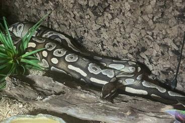 Ball Pythons kaufen und verkaufen Photo: 1.0 (Male) Mojave 100 % hetero Piebald Königspython NZ '20 Ball Pythons kaufen und verkaufen Photo: 1.0 (Male) Mojave 100 % hetero Piebald Königspython NZ '20