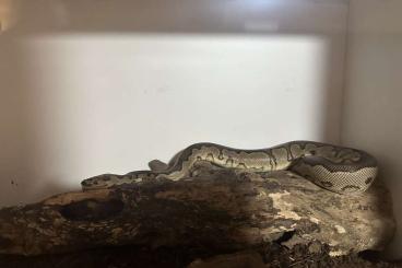 Königspythons kaufen und verkaufen Foto: Königspython Otto (Clown Calico Pose Five) Königspythons kaufen und verkaufen Foto: Königspython Otto (Clown Calico Pose Five)