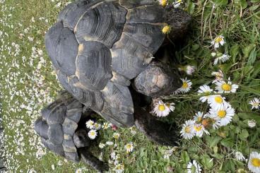 Tortoises kaufen und verkaufen Photo: Zwei männliche maurische Landschildkröten abzugeben Tortoises kaufen und verkaufen Photo: Zwei männliche maurische Landschildkröten abzugeben