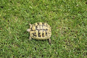 Tortoises kaufen und verkaufen Photo: Nachzuchten Griechische Landschildkröten (THB-2023) abzugeben Tortoises kaufen und verkaufen Photo: Nachzuchten Griechische Landschildkröten (THB-2023) abzugeben