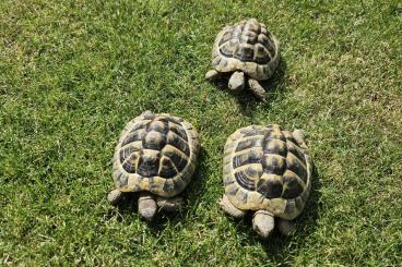 Landschildkröten kaufen und verkaufen Photo: LANDSCHILDKRÖTEN ABZUGEBEN 