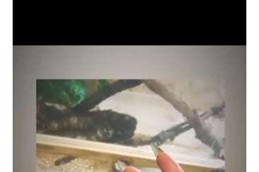 Königspythons kaufen und verkaufen Foto: 2 Köpi's zu verkaufen mit Terrarium Königspythons kaufen und verkaufen Foto: 2 Köpi's zu verkaufen mit Terrarium
