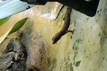 Geckos kaufen und verkaufen Foto: Jungferngeckos / Lepidodactylus lugubris Geckos kaufen und verkaufen Foto: Jungferngeckos / Lepidodactylus lugubris