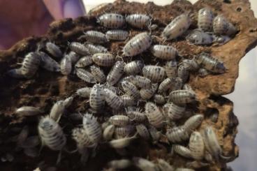 Krebstiere terrestrisch kaufen und verkaufen Foto: Pandaasseln / Porcellio laevis "Panda" Krebstiere terrestrisch kaufen und verkaufen Foto: Pandaasseln / Porcellio laevis "Panda"